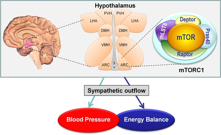 Brain circuit